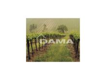 Podere agricolo con vigneto in produzione tra Forlì e Faenza, zona collinare dei Sabbioni 5
