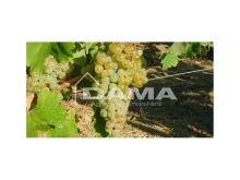 Podere agricolo con vigneto in produzione tra Forlì e Faenza, zona collinare dei Sabbioni 4