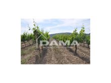 Podere agricolo con vigneto in produzione tra Forlì e Faenza, zona collinare dei Sabbioni 7