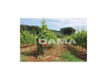 Podere agricolo con vigneto in produzione tra Forlì e Faenza, zona collinare dei Sabbioni 8