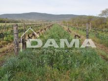 Podere agricolo con vigneto in produzione tra Forlì e Faenza, zona collinare dei Sabbioni 9