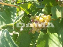 Esclusivo Podere Agricolo di 2,7 Ettari – Vista Panoramica e Vocazione Vitivinicola (Bertinoro) 1