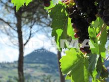 Esclusivo Podere Agricolo di 2,7 Ettari – Vista Panoramica e Vocazione Vitivinicola (Bertinoro) 4