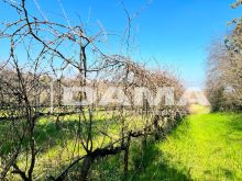 Casale immerso nel verde Vecchiazzano59